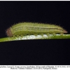melanargia galathea azerbaijan larva2a